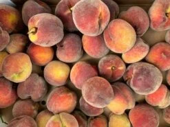 Pfirsich 'Rekord Von Alfter' -Günstiges Erd Seele Geschäft pfirsich rekord von alfter m102667 w 5