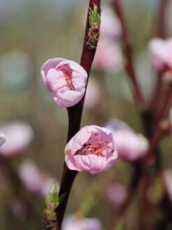 Pfirsich 'Revita' 14 Pfirsich 'Revita' -Günstiges Erd Seele Geschäft pfirsich revita s m047598 w 0