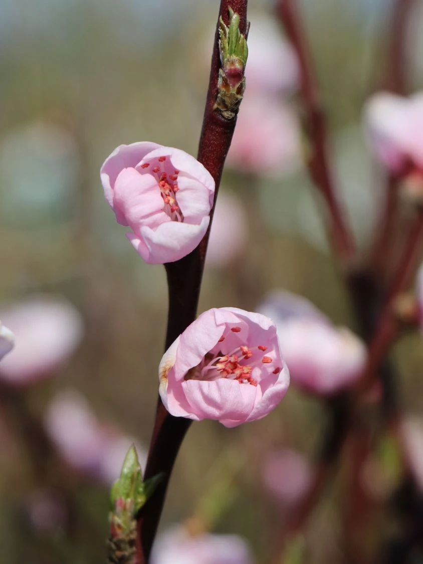 Pfirsich 'Revita' 7 Pfirsich 'Revita' – Bild 5