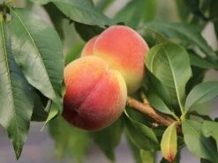 Pfirsich 'Revita' 13 Pfirsich 'Revita' -Günstiges Erd Seele Geschäft pfirsich revita s m047598 w 2