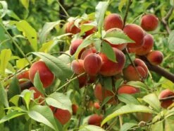 Pfirsich 'Revita' 15 Pfirsich 'Revita' -Günstiges Erd Seele Geschäft pfirsich revita s m047598 w 3