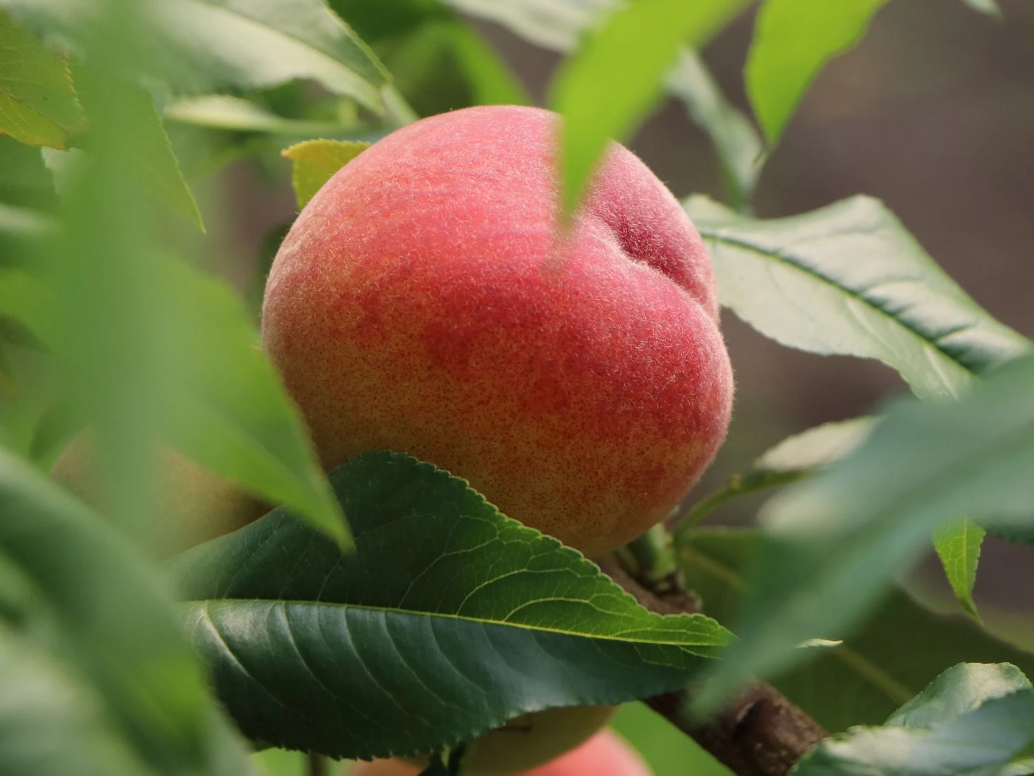 Pfirsich 'Revita' 5 Pfirsich 'Revita' – Bild 3