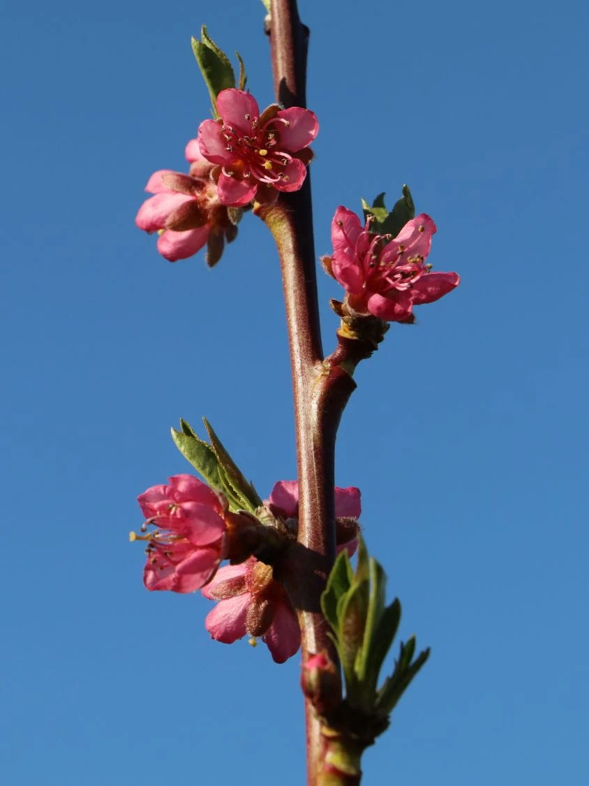 Pfirsich 'South Haven' 8 Pfirsich 'South Haven' – Bild 6