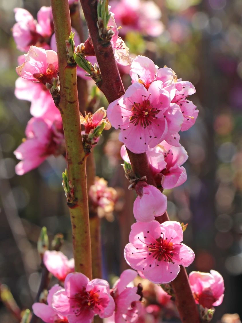 Pfirsich 'South Haven' 7 Pfirsich 'South Haven' – Bild 5