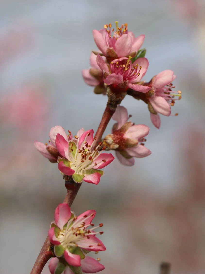 Pfirsich 'South Haven' 5 Pfirsich 'South Haven' – Bild 3