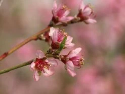 Pfirsich 'South Haven' 11 Pfirsich 'South Haven' -Günstiges Erd Seele Geschäft pfirsich south haven m006726 w 3
