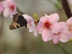 Pfirsich 'Wunder Von Perm' 5 Pfirsich 'Wunder Von Perm' -Günstiges Erd Seele Geschäft pfirsich wunder von perm m117508 w 0