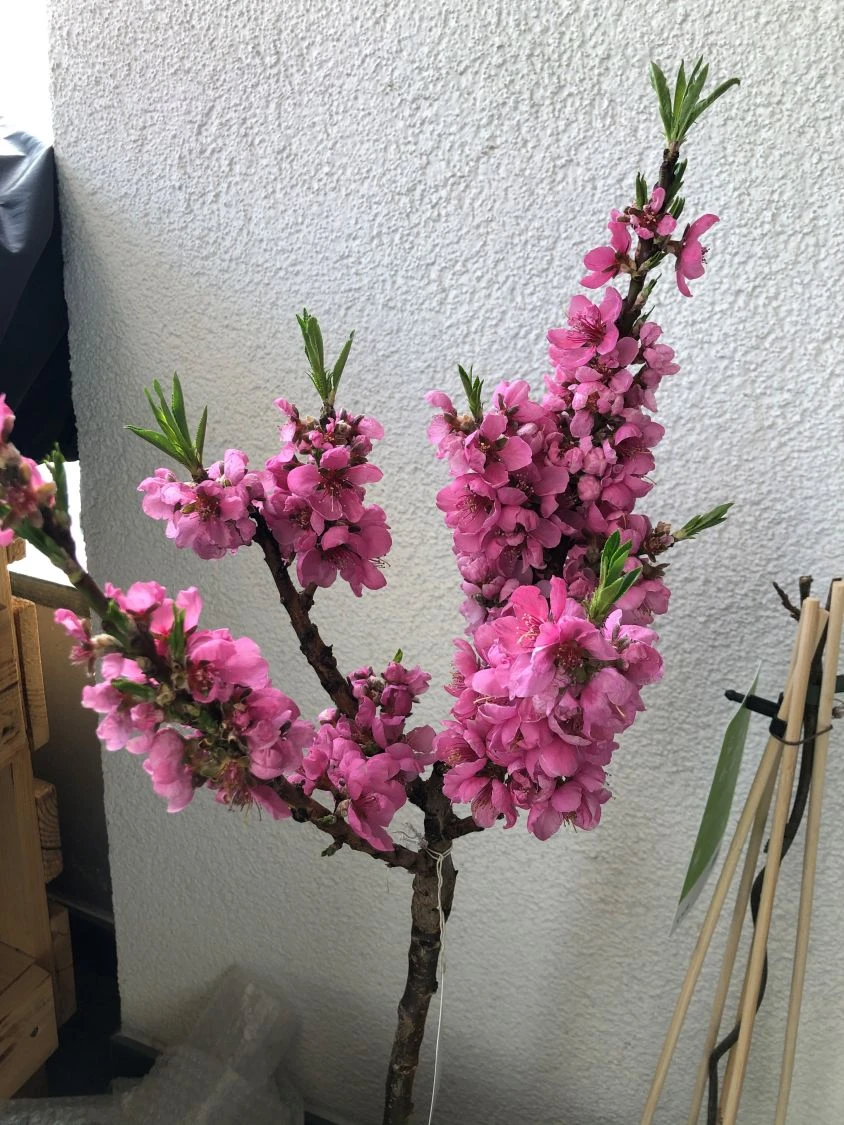 Pfirsich (Zwergform) 7 Pfirsich (Zwergform) – Bild 5