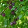 Pflaume 'Kirkespflaume' 2 Pflaume 'Kirkespflaume' -Günstiges Erd Seele Geschäft pflaume kirkespflaume m102663 h 0