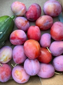 Pflaume 'Königin Viktoria' -Günstiges Erd Seele Geschäft pflaume koenigin viktoria m005152 1056675 0