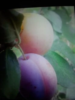 Pflaume 'Königin Viktoria' -Günstiges Erd Seele Geschäft pflaume koenigin viktoria m005152 1143836 0