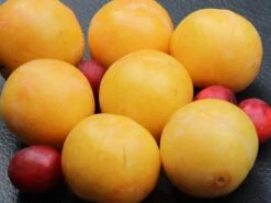 Pflaume 'Lippische Eierpflaume' -Günstiges Erd Seele Geschäft pflaume lippische eierpflaume m117511 w 0