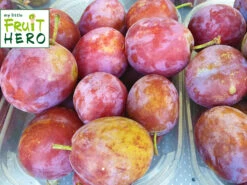 Pflaume My Little Fruit Hero ® 'Opal'