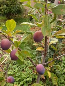 Pflaume 'Opal' -Günstiges Erd Seele Geschäft pflaume opal m005128 1099887 0