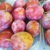 Pflaume 'Opal' -Günstiges Erd Seele Geschäft pflaume opal m005128 h 0