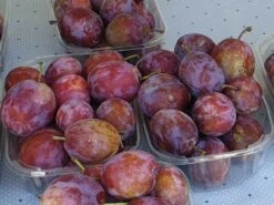 Pflaume 'Opal' -Günstiges Erd Seele Geschäft pflaume opal m005128 w 0