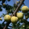 Pflaume 'Oullins Reneklode' / Eierpflaume -Günstiges Erd Seele Geschäft pflaume oullins reneklode eierpflaume m000548 h 0