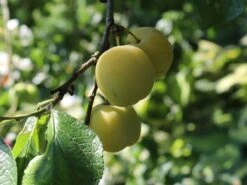 Pflaume 'Oullins Reneklode' / Eierpflaume 12 Pflaume 'Oullins Reneklode' / Eierpflaume -Günstiges Erd Seele Geschäft pflaume oullins reneklode eierpflaume m000548 w 0