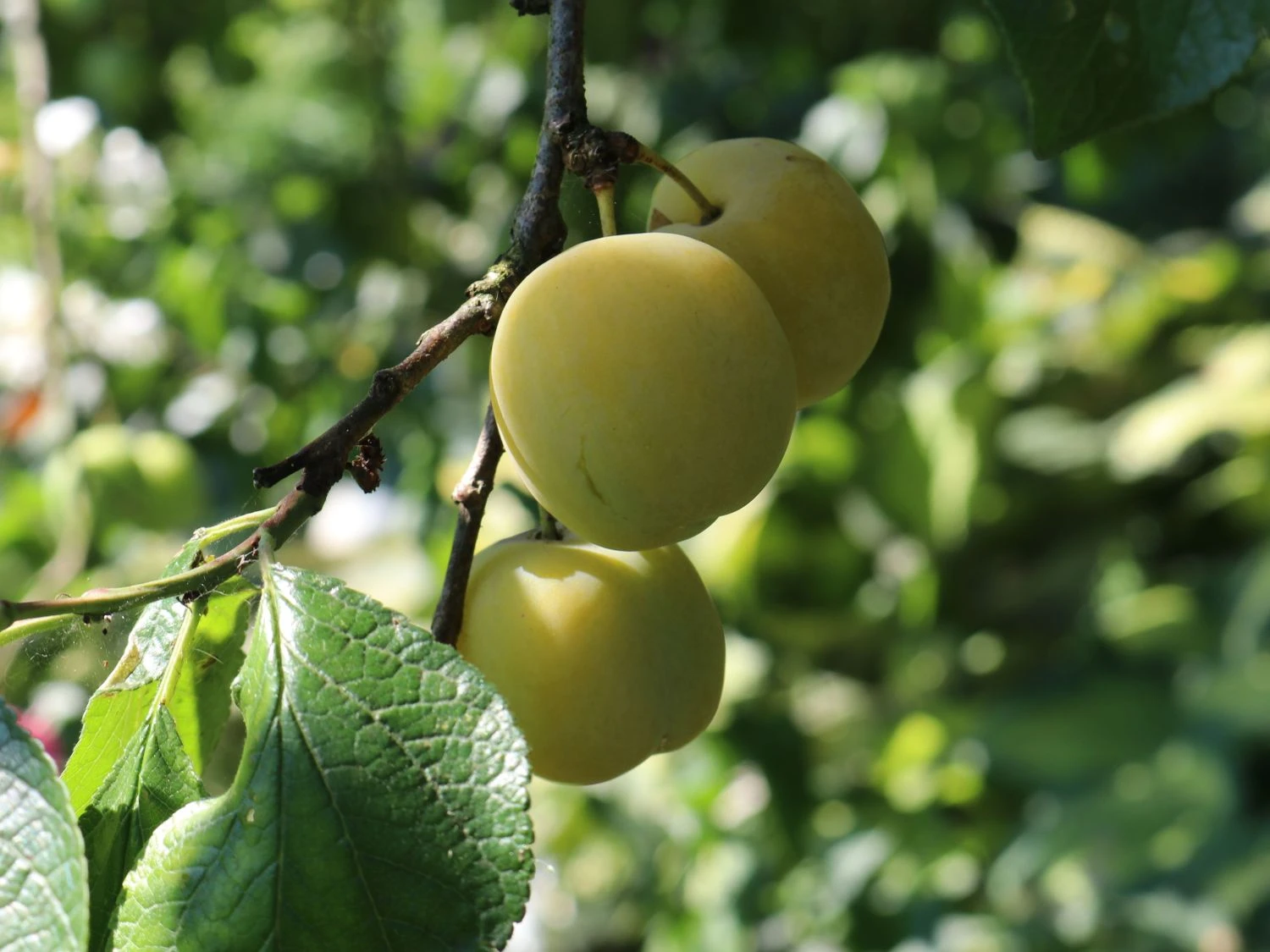 Pflaume 'Oullins Reneklode' / Eierpflaume 7 Pflaume 'Oullins Reneklode' / Eierpflaume – Bild 5