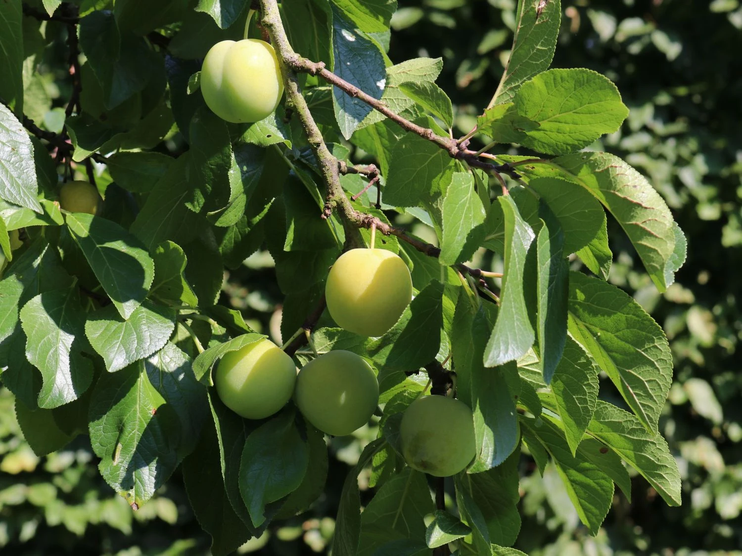 Pflaume 'Oullins Reneklode' / Eierpflaume 6 Pflaume 'Oullins Reneklode' / Eierpflaume – Bild 4