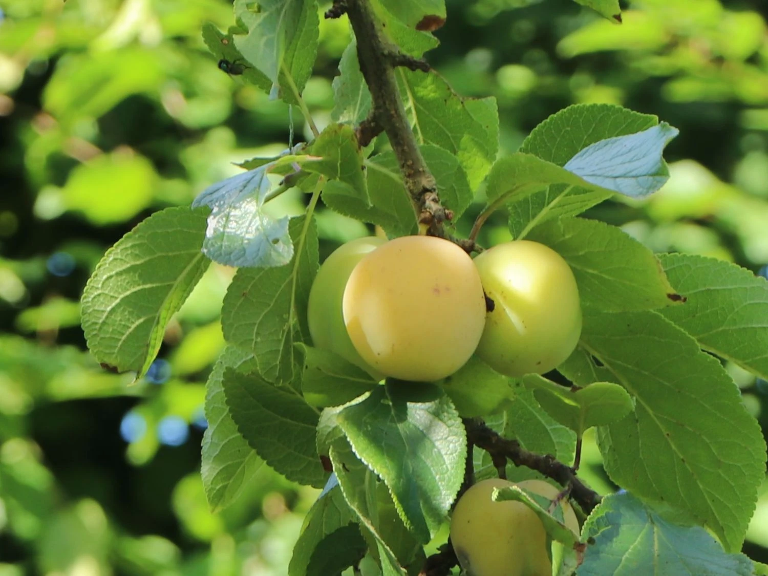 Pflaume 'Oullins Reneklode' / Eierpflaume 5 Pflaume 'Oullins Reneklode' / Eierpflaume – Bild 3