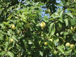 Pflaume 'Oullins Reneklode' / Eierpflaume 9 Pflaume 'Oullins Reneklode' / Eierpflaume -Günstiges Erd Seele Geschäft pflaume oullins reneklode eierpflaume m000548 w 3