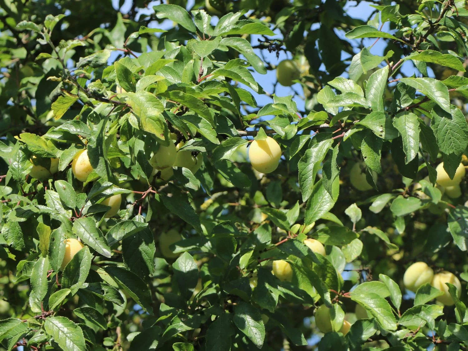 Pflaume 'Oullins Reneklode' / Eierpflaume 4 Pflaume 'Oullins Reneklode' / Eierpflaume – Bild 2