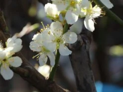 Pflaume 'Stanley' -Günstiges Erd Seele Geschäft pflaume stanley m062627 w 0