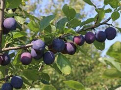 Pflaume 'The Czar' -Günstiges Erd Seele Geschäft pflaume the czar m000544 w 0