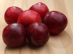 Pflaume 'Unika' -Günstiges Erd Seele Geschäft pflaume unika m005150 w 0