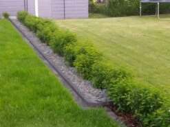 Portugiesische Lorbeerkirsche 'Angustifolia' -Günstiges Erd Seele Geschäft portugiesische lorbeerkirsche angustifolia m012196 1015328 0