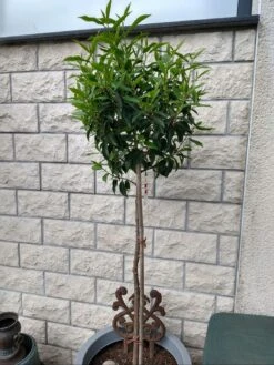 Portugiesische Lorbeerkirsche 'Angustifolia' -Günstiges Erd Seele Geschäft portugiesische lorbeerkirsche angustifolia m012196 598791 0