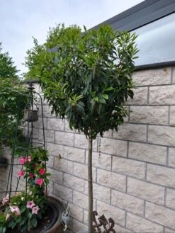 Portugiesische Lorbeerkirsche 'Angustifolia' -Günstiges Erd Seele Geschäft portugiesische lorbeerkirsche angustifolia m012196 598791 1