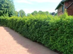 Portugiesische Lorbeerkirsche 'Angustifolia' -Günstiges Erd Seele Geschäft portugiesische lorbeerkirsche angustifolia m012196 w 0