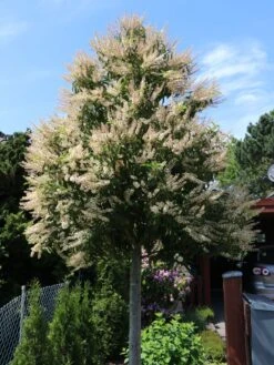 Portugiesische Lorbeerkirsche 'Angustifolia' -Günstiges Erd Seele Geschäft portugiesische lorbeerkirsche angustifolia m012196 w 10