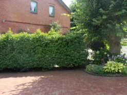 Portugiesische Lorbeerkirsche 'Angustifolia' -Günstiges Erd Seele Geschäft portugiesische lorbeerkirsche angustifolia m012196 w 2