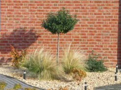 Portugiesische Lorbeerkirsche 'Angustifolia' -Günstiges Erd Seele Geschäft portugiesische lorbeerkirsche angustifolia m012196 w 6