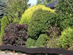 Portugiesische Lorbeerkirsche 'Angustifolia' -Günstiges Erd Seele Geschäft portugiesische lorbeerkirsche angustifolia m012196 w 9