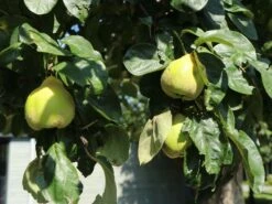 Portugiesische Zwerg-Birnenquitte 'Champion' -Günstiges Erd Seele Geschäft portugiesische zwerg birnenquitte champion m069516 w 1