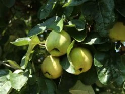 Portugiesische Zwerg-Birnenquitte 'Champion' -Günstiges Erd Seele Geschäft portugiesische zwerg birnenquitte champion m069516 w 2