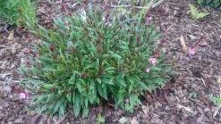 Prachtkerze 'Siskiyou Pink' -Günstiges Erd Seele Geschäft prachtkerze siskiyou pink m058548 80497 0