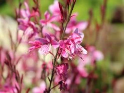 Prachtkerze 'Siskiyou Pink'