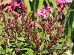 Prachtkerze 'Siskiyou Pink' -Günstiges Erd Seele Geschäft prachtkerze siskiyou pink m058548 w 0