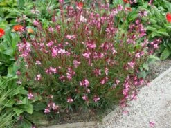 Prachtkerze 'Siskiyou Pink' -Günstiges Erd Seele Geschäft prachtkerze siskiyou pink m058548 w 1