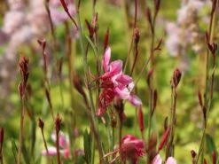 Prachtkerze 'Siskiyou Pink' -Günstiges Erd Seele Geschäft prachtkerze siskiyou pink m058548 w 2