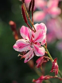 Prachtkerze 'Siskiyou Pink' -Günstiges Erd Seele Geschäft prachtkerze siskiyou pink m058548 w 3