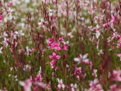 Prachtkerze 'Siskiyou Pink' -Günstiges Erd Seele Geschäft prachtkerze siskiyou pink m058548 w 4