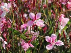 Prachtkerze 'Siskiyou Pink' -Günstiges Erd Seele Geschäft prachtkerze siskiyou pink m058548 w 6