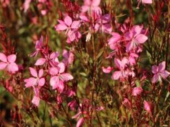 Prachtkerze 'Siskiyou Pink' -Günstiges Erd Seele Geschäft prachtkerze siskiyou pink m058548 w 7
