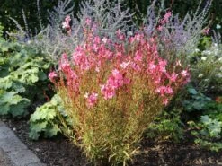 Prachtkerze 'Siskiyou Pink' -Günstiges Erd Seele Geschäft prachtkerze siskiyou pink m058548 w 8